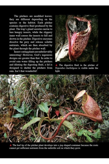 Book - Amazing Rainforest of Borneo